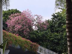 -南宁南湖公园
