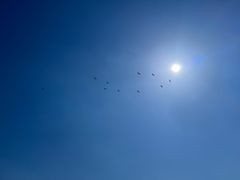 -盐城丹顶鹤湿地生态旅游区