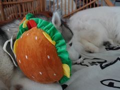 -星多哈·狗咖·拼豆·咖啡