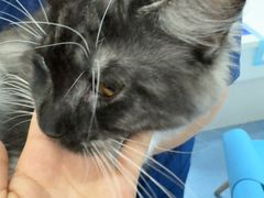 -博特宠物医院24h犬猫全科.骨科·异宠