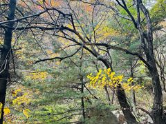-王顺山国家森林公园