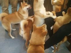 闻到鸡腿香味的柴们-柴源莊·柴小宠柴犬咖啡