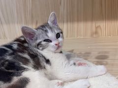 -屋虎猫馆(宝安大仟里店)