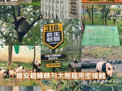 -中国大熊猫保护研究中心雅安碧峰峡基地