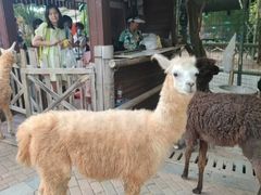 -灵玲国际马戏城