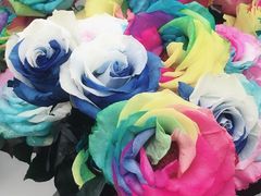 -荷兰花海