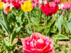 -北京国际鲜花港