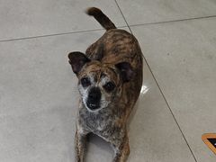 -佳雯宠物医院·皮肤科·内外科(春晓路分院)