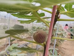 -尚果生态采摘园