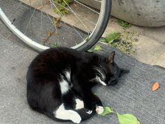 -陈记卤煮小肠