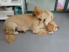 -喵汪萌宠屋旗舰店.洗澡美容.猫狗基地