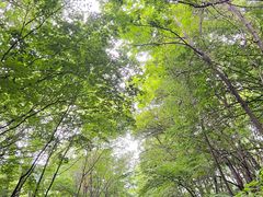 -五女峰国家森林公园