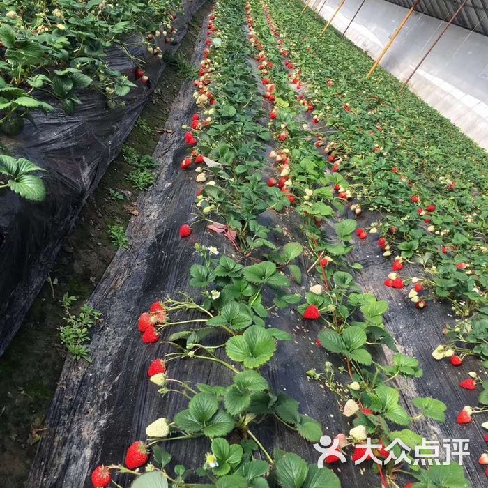 大自然农场草莓采摘园