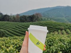 -白茶原·一片叶子