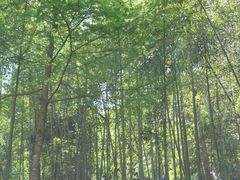 -藏龙百瀑风景区