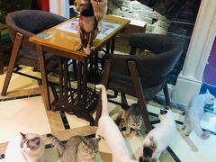 -猫色咖啡·猫咖