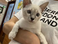 -瑞派·关忠动物医院·异宠专科·犬猫肿瘤·皮肤专科(望京店)