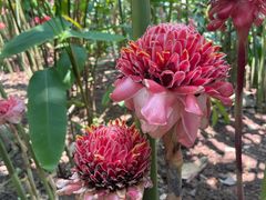-中国科学院西双版纳热带植物园