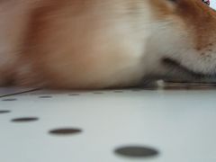 -毛绒耶耶撸宠馆·猫咖·狗咖·荷兰猪咖