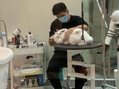 -momokira米努特·德文卷毛猫·棉花面纱犬