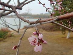 -大兴滨河森林公园