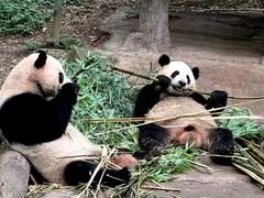 -中国大熊猫保护研究中心雅安碧峰峡基地