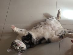 -纳吉亚猫专科动物诊疗中心(蒋宅口分院)