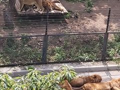 -大连森林动物园