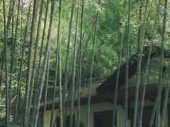 -云栖竹径