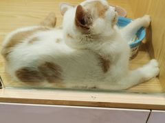 -屋虎猫馆(宝安大仟里店)