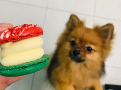 -瑞派宠物医院·24小时骨科·心脏·核磁(哈尔滨南岗店)