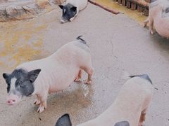 -泉州海丝野生动物世界