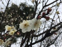 -香雪海