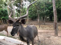 -清迈夜间动物园