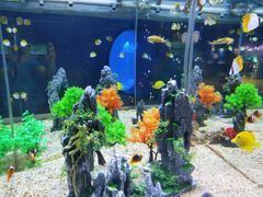 -烟台海昌鲸鲨海洋公园