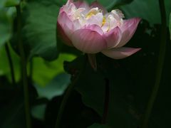 -厦门园林博览苑