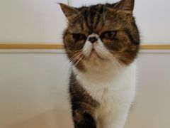 -李小姐の猫咖啡馆(五角场店)