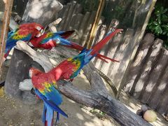 -上海野生动物园老虎餐厅