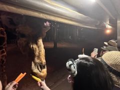 -清迈夜间动物园
