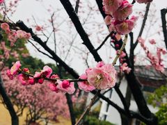 -无锡梅园公园