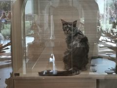 -飞行喵MR PILOT|猫舍·猫咖(静安大融城店)