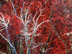 -罗红摄影艺术馆