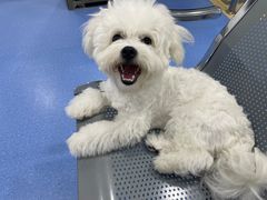 -天使宠物医院·犬猫分诊(彩虹店)