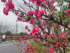 -杭州半山国家森林公园