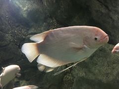-苏州海洋馆
