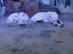 -芜湖新华联大白鲸海洋公园