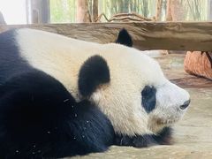 -海南热带野生动植物园
