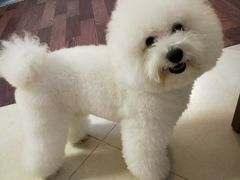 -FAELING PETS美天灵宠物(富力广场店)