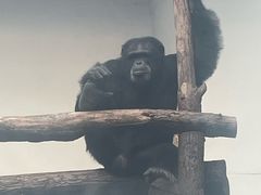 -合肥野生动物园
