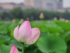 -莲花池公园